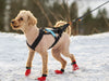 Non-stop Dogwear Freemotion Dog Harness